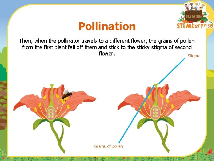 Pollination Then, when the pollinator travels to a different flower, the grains of pollen
