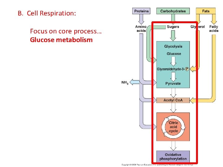 B. Cell Respiration: Focus on core process… Glucose metabolism 