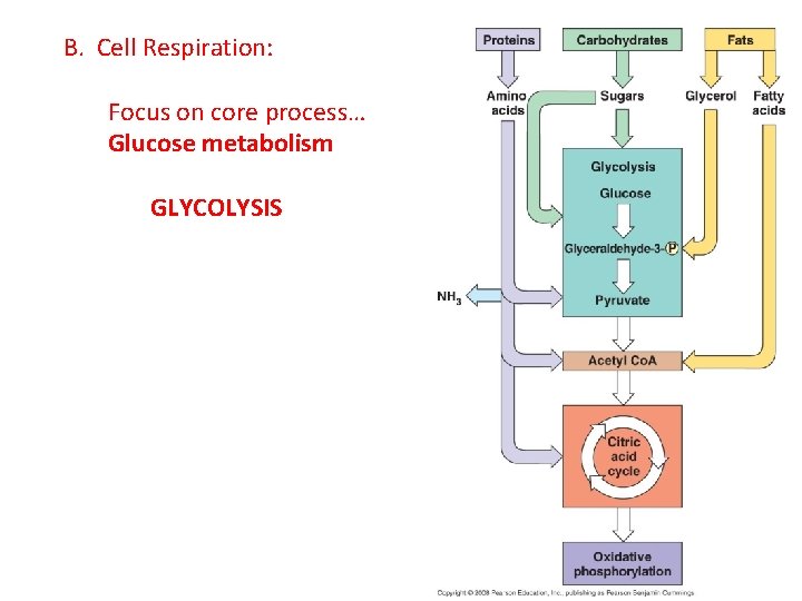 B. Cell Respiration: Focus on core process… Glucose metabolism GLYCOLYSIS 