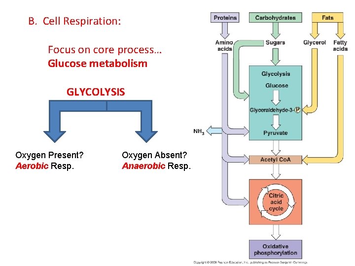 B. Cell Respiration: Focus on core process… Glucose metabolism GLYCOLYSIS Oxygen Present? Aerobic Resp.