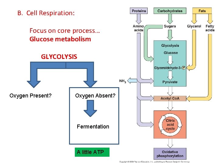 B. Cell Respiration: Focus on core process… Glucose metabolism GLYCOLYSIS Oxygen Present? Oxygen Absent?