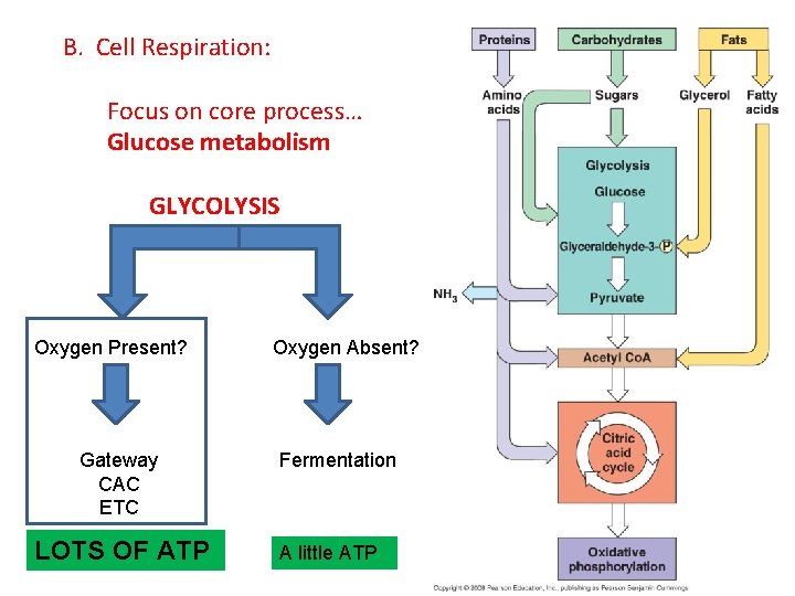 B. Cell Respiration: Focus on core process… Glucose metabolism GLYCOLYSIS Oxygen Present? Gateway CAC