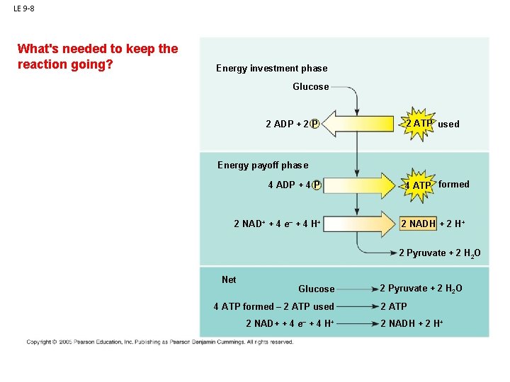 LE 9 -8 What's needed to keep the reaction going? Energy investment phase Glucose