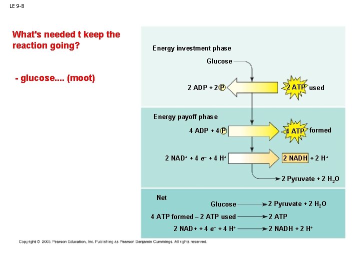 LE 9 -8 What's needed t keep the reaction going? Energy investment phase Glucose