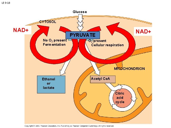 LE 9 -18 Glucose CYTOSOL NAD+ PYRUVATE Pyruvate No O 2 present Fermentation O