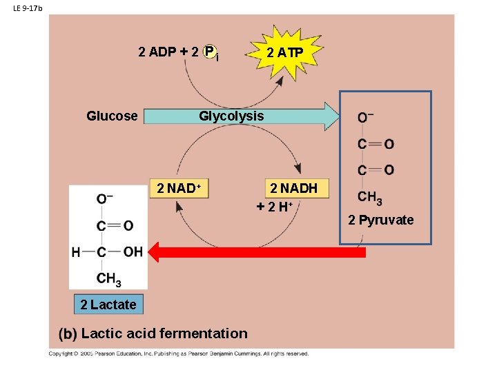 LE 9 -17 b 2 ADP + 2 P i Glucose 2 ATP Glycolysis