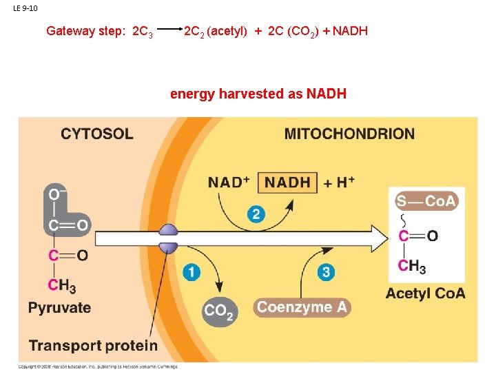 LE 9 -10 Gateway step: 2 C 3 2 C 2 (acetyl) + 2