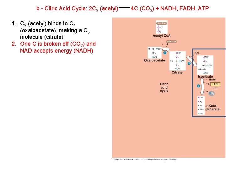 b - Citric Acid Cycle: 2 C 2 (acetyl) 1. C 2 (acetyl) binds