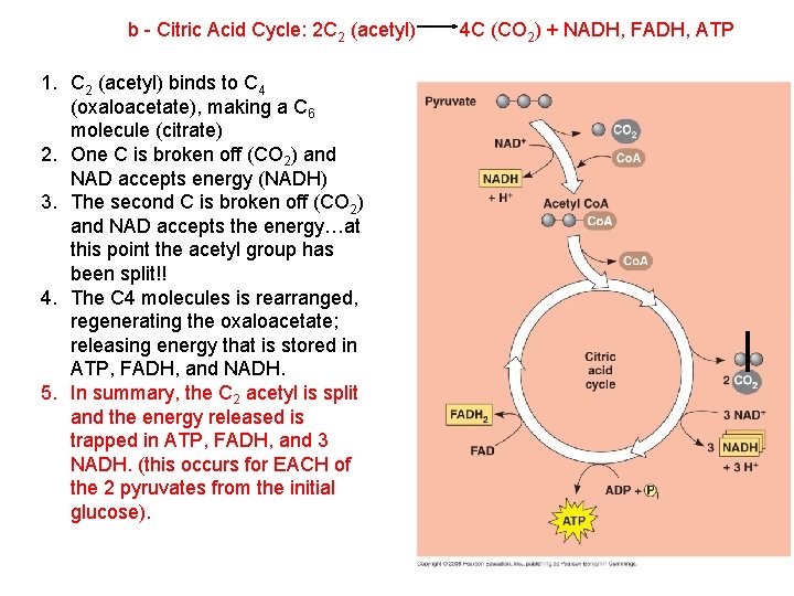 b - Citric Acid Cycle: 2 C 2 (acetyl) 1. C 2 (acetyl) binds