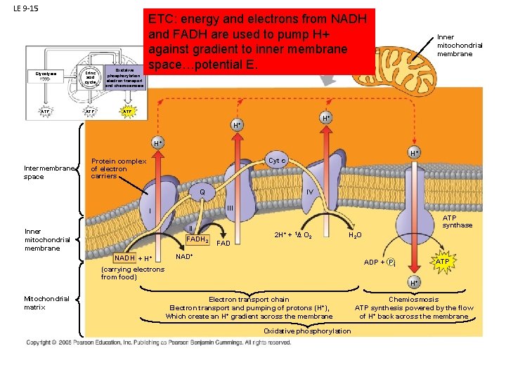 LE 9 -15 Glycolysis Citric acid cycle ATP Oxidative phosphorylation: electron transport and chemiosmosis