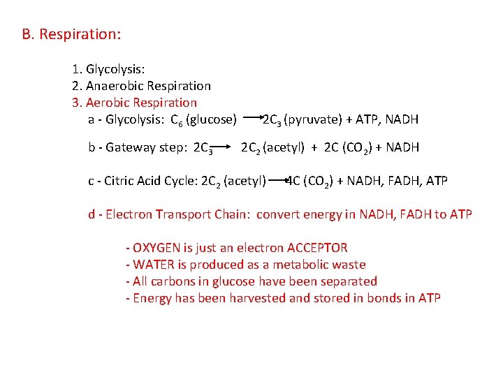 B. Respiration: 1. Glycolysis: 2. Anaerobic Respiration 3. Aerobic Respiration a - Glycolysis: C