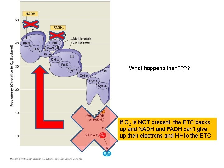 What happens then? ? If O 2 is NOT present, the ETC backs up