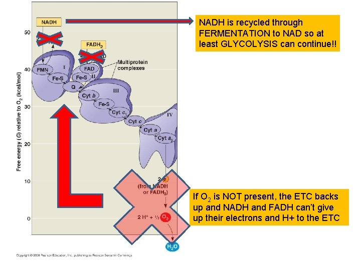 NADH is recycled through FERMENTATION to NAD so at least GLYCOLYSIS can continue!! If