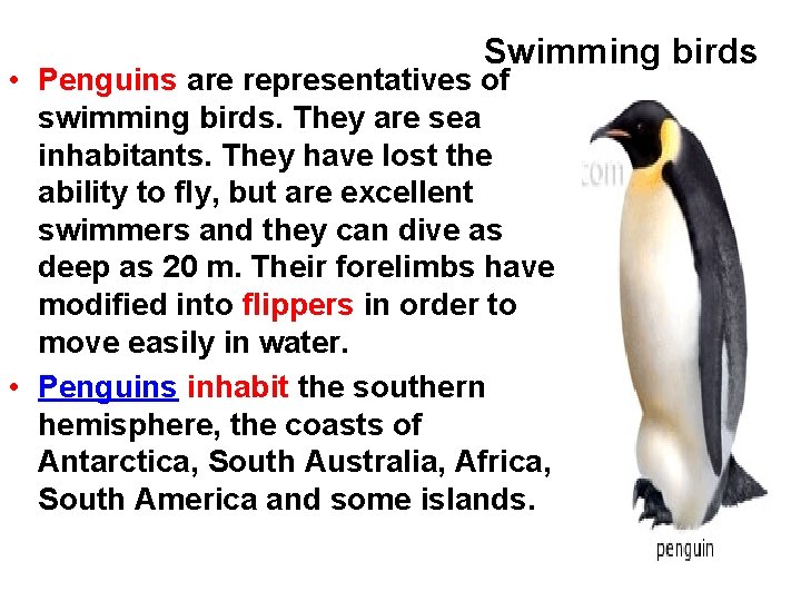 Swimming birds • Penguins are representatives of swimming birds. They are sea inhabitants. They