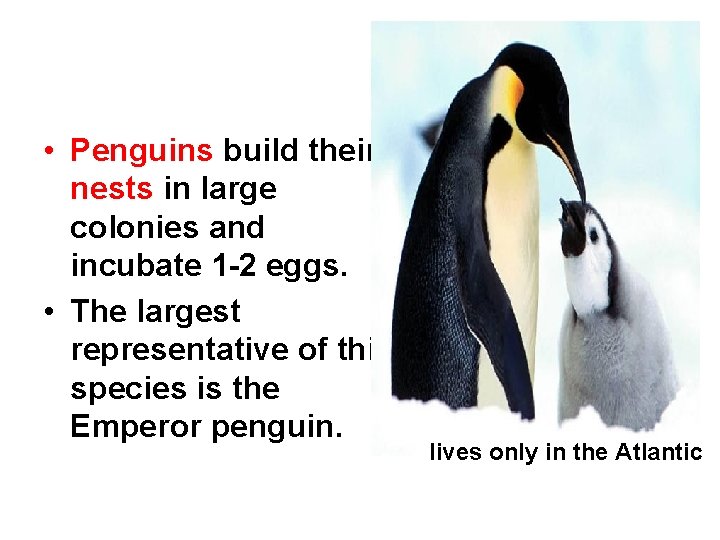  • Penguins build their nests in large colonies and incubate 1 -2 eggs.