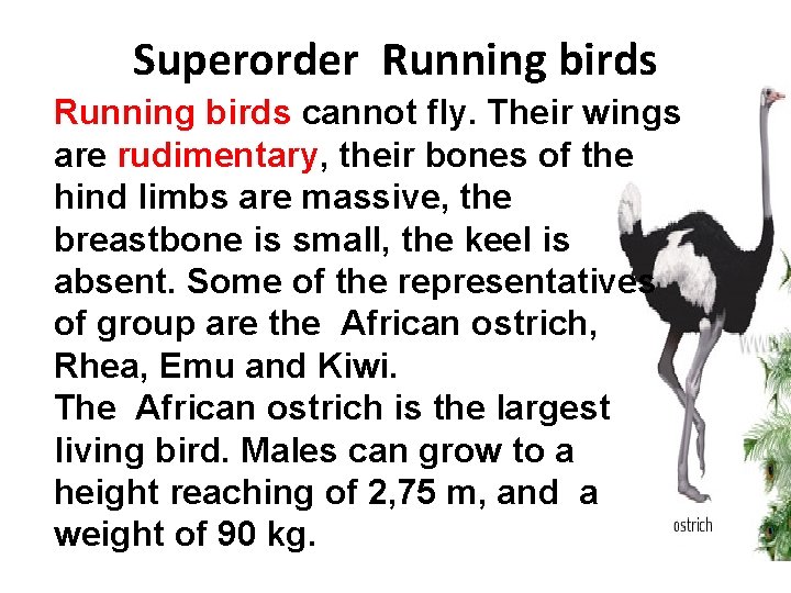 Superorder Running birds cannot fly. Their wings are rudimentary, their bones of the hind