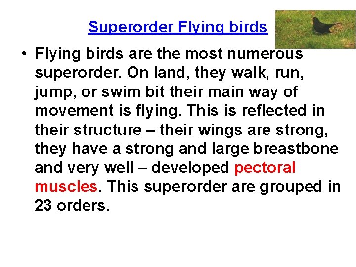 Superorder Flying birds • Flying birds are the most numerous superorder. On land, they