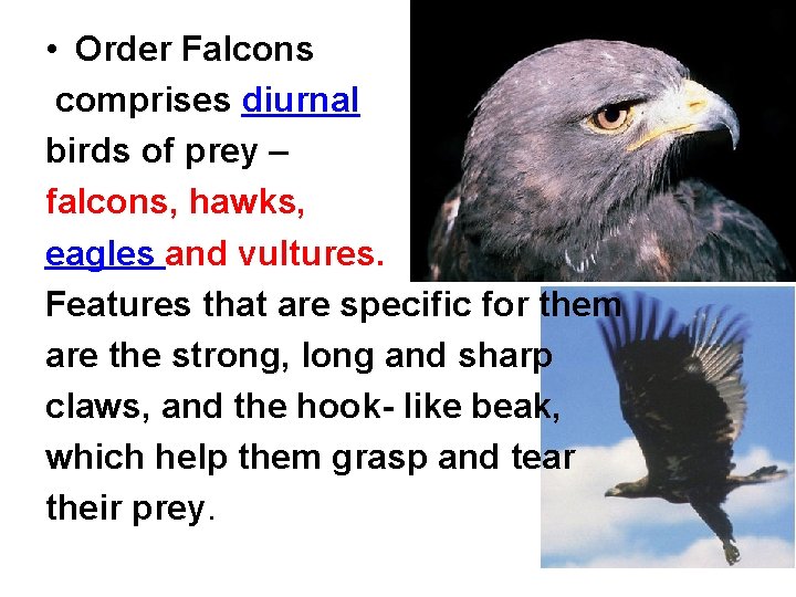  • Order Falcons comprises diurnal birds of prey – falcons, hawks, eagles and