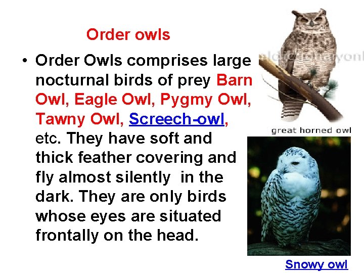 Order owls • Order Owls comprises large nocturnal birds of prey Barn Owl, Eagle