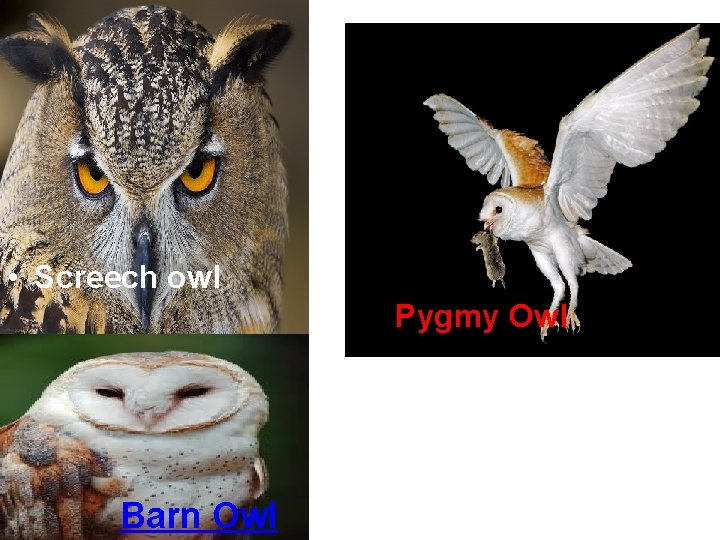  • Screech owl Pygmy Owl Barn Owl 