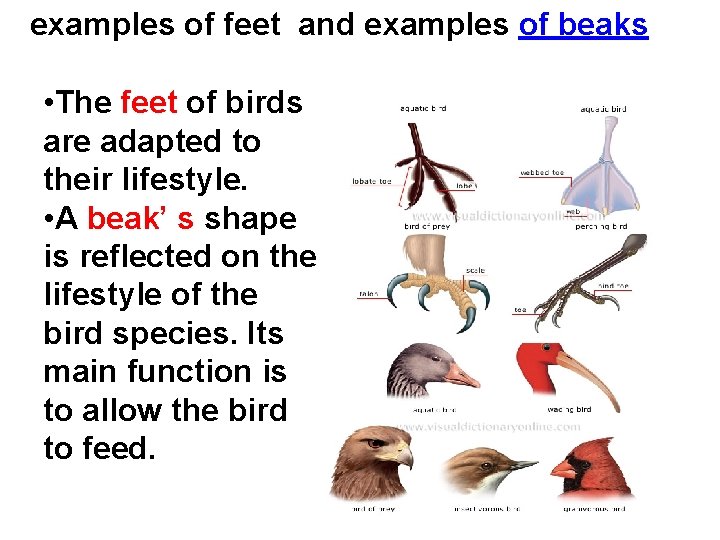 examples of feet and examples of beaks • The feet of birds are adapted