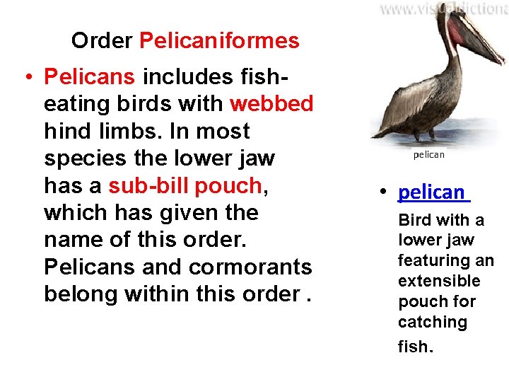 Order Pelicaniformes • Pelicans includes fisheating birds with webbed hind limbs. In most species