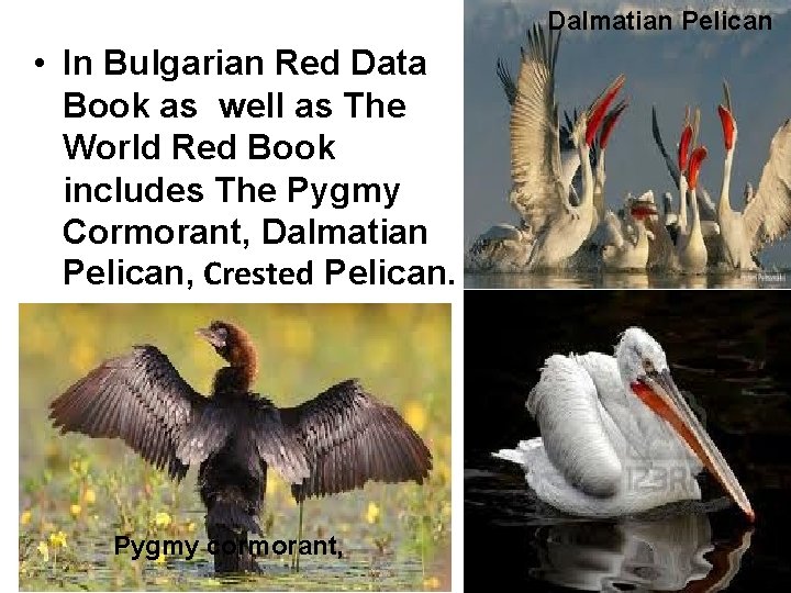 Dalmatian Pelican • In Bulgarian Red Data Book as well as The World Red