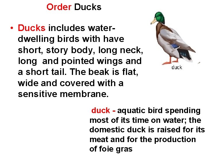 Order Ducks • Ducks includes waterdwelling birds with have short, story body, long neck,