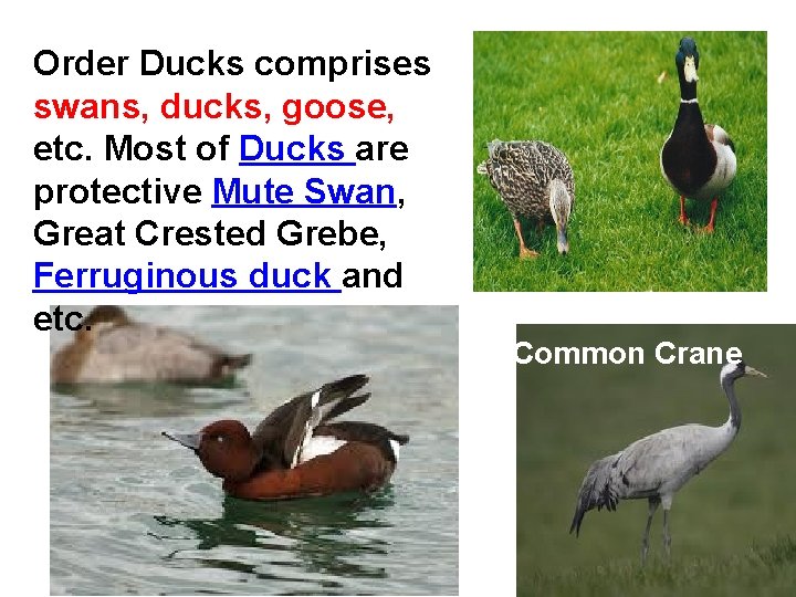 Order Ducks comprises swans, ducks, goose, etc. Most of Ducks are protective Mute Swan,