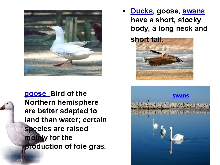  • Ducks, goose, swans have a short, stocky body, a long neck and