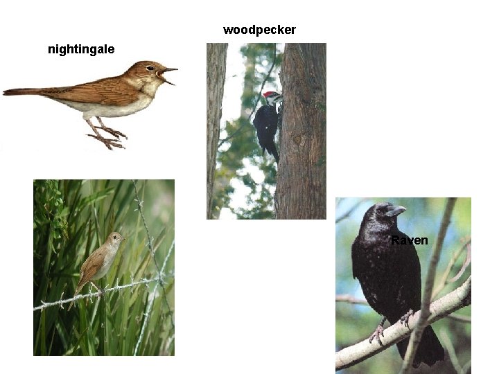 woodpecker nightingale Raven 