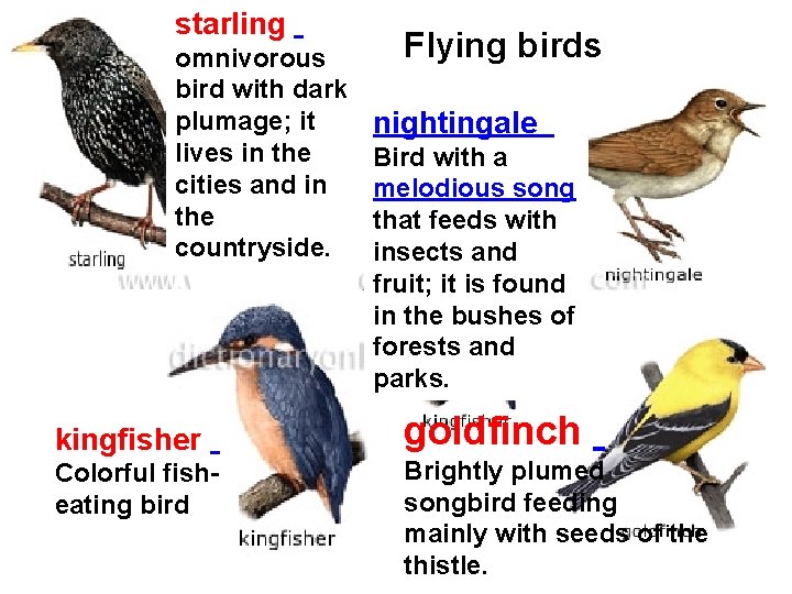 starling omnivorous bird with dark plumage; it lives in the cities and in the