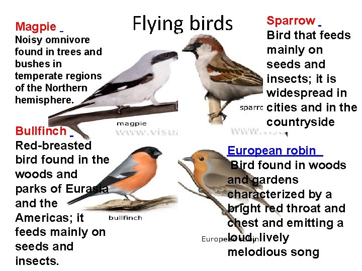 Magpie Noisy omnivore found in trees and bushes in temperate regions of the Northern