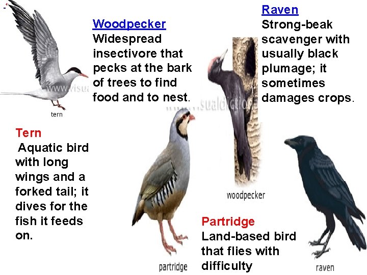  Woodpecker Widespread insectivore that pecks at the bark of trees to find food