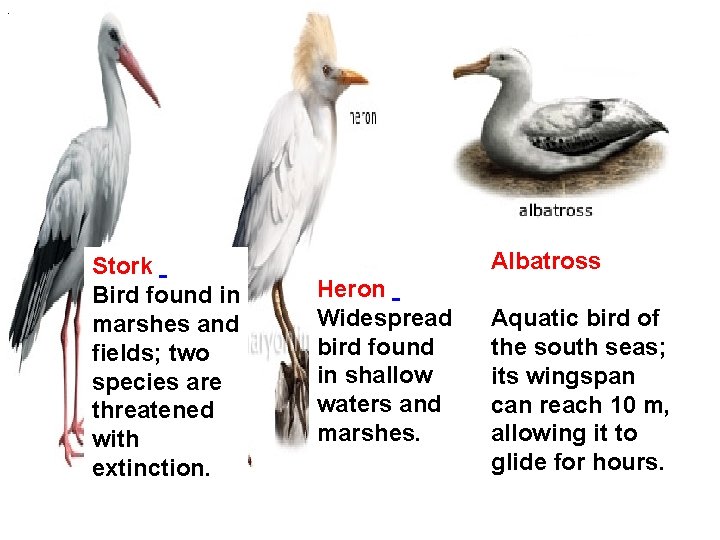 . . Stork Bird found in marshes and fields; two species are threatened with