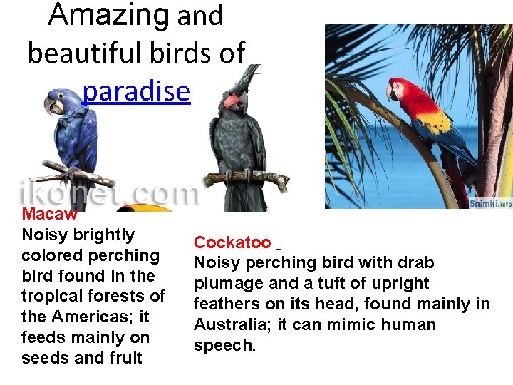 Amazing and beautiful birds of paradise Macaw Noisy brightly colored perching bird found in