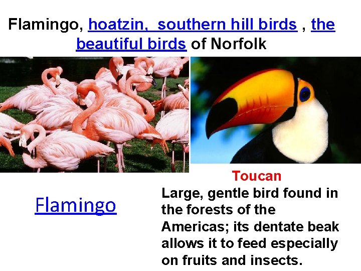 Flamingo, hoatzin, southern hill birds , the beautiful birds of Norfolk Flamingo Toucan Large,