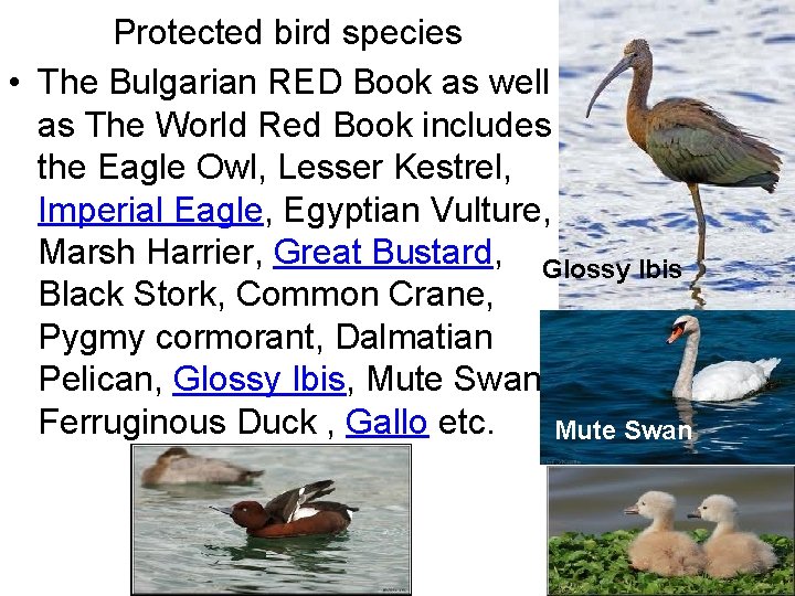 Protected bird species • The Bulgarian RED Book as well as The World Red