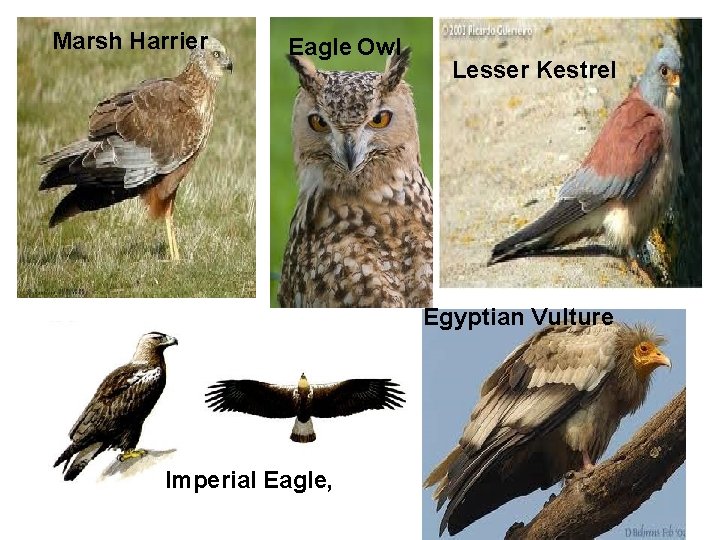 Marsh Harrier Eagle Owl Lesser Kestrel Egyptian Vulture Imperial Eagle, 