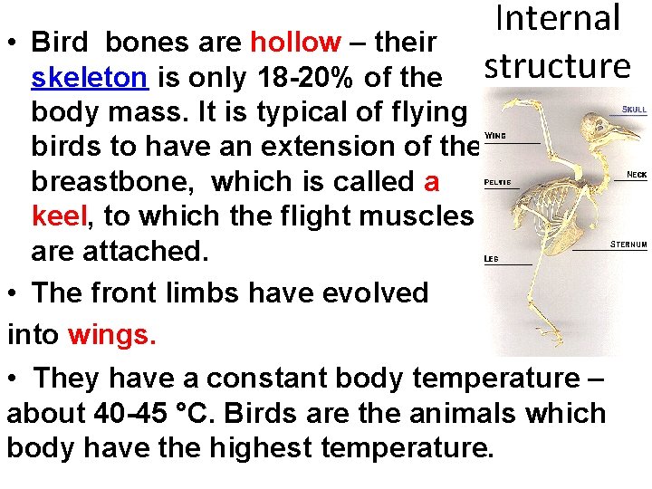 Internal structure • Bird bones are hollow – their skeleton is only 18 -20%