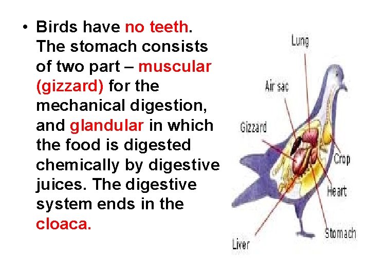  • Birds have no teeth. The stomach consists of two part – muscular