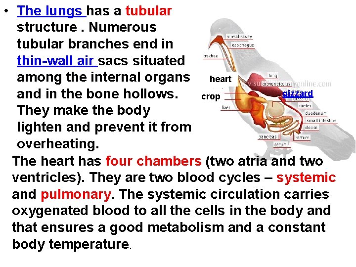  • The lungs has a tubular structure. Numerous tubular branches end in thin-wall