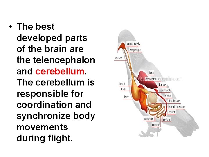  • The best developed parts of the brain are the telencephalon and cerebellum.