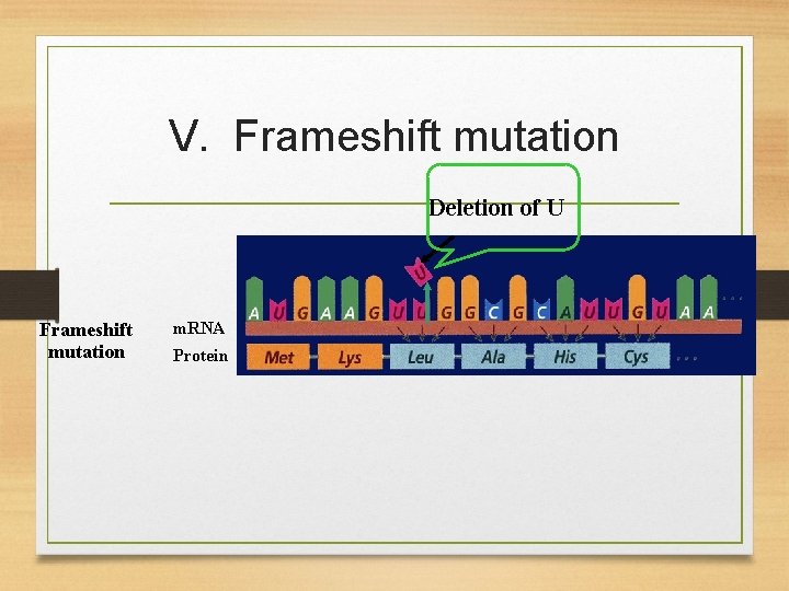 V. Frameshift mutation Deletion of U Frameshift mutation m. RNA Protein 