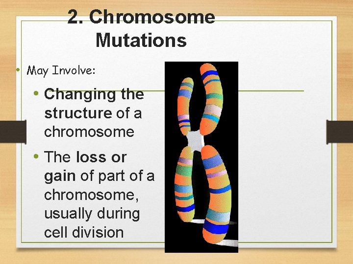 2. Chromosome Mutations • May Involve: • Changing the structure of a chromosome •