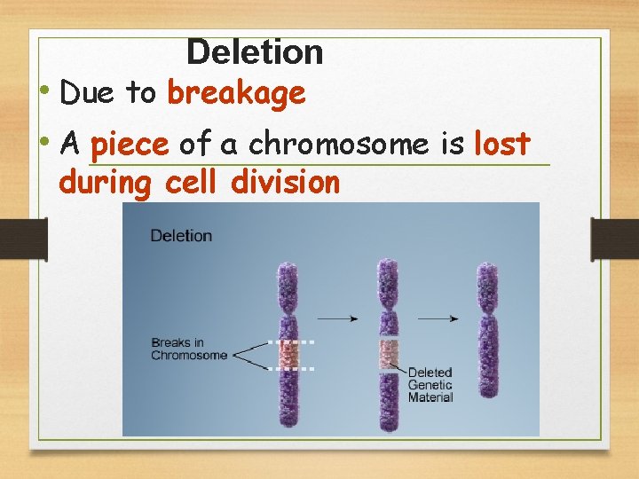 Deletion • Due to breakage • A piece of a chromosome is lost during