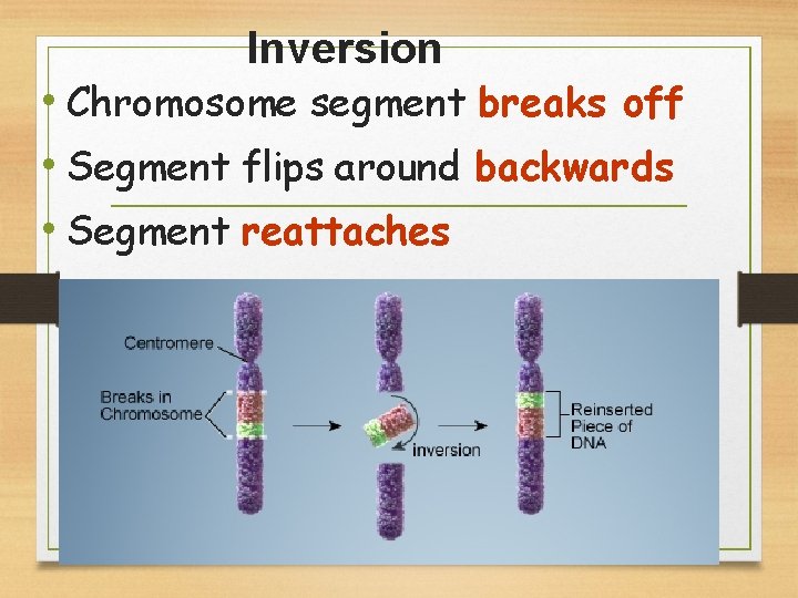 Inversion • Chromosome segment breaks off • Segment flips around backwards • Segment reattaches