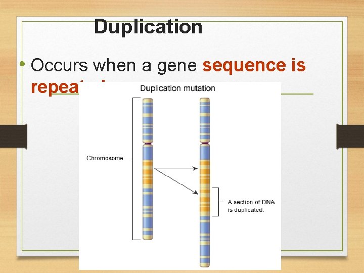 Duplication • Occurs when a gene sequence is repeated 