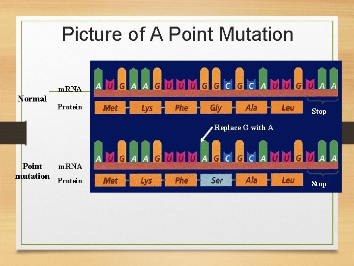 Picture of A Point Mutation m. RNA Normal Protein Stop Replace G with A