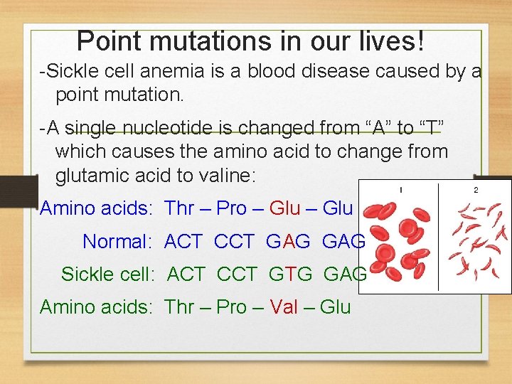 Point mutations in our lives! -Sickle cell anemia is a blood disease caused by